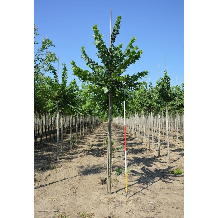 Vresalm - Ulmus laevis 12-14 HS,